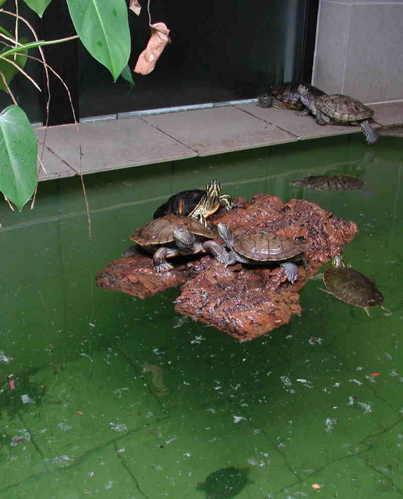 Hoecker schildkroeten wasserschildkroete.de